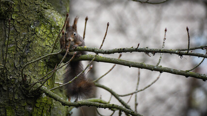 squirrel on tree