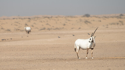 antelope in the desert