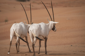 Oryx in a desert