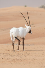 Oryx antelope in the desert