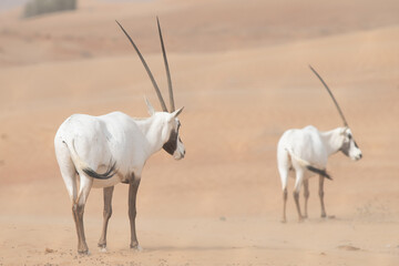 Oryx antelope in the desert