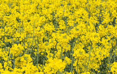 Field of canola in Brittany during spring