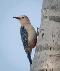 Woodpecker bird on a palm tree in Mexico