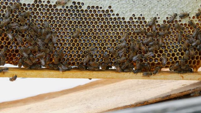 Bee hive. Bees on in honeycombs carry honey and nectar.