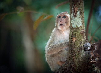 Monkeys from Southeast Asia. Filmed in Cambodia