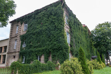 Naklejka premium the building is covered with green vines