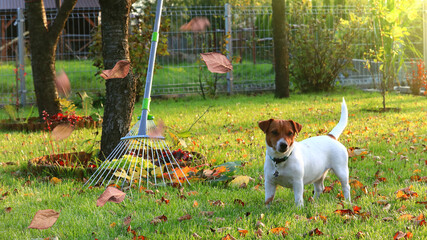 Piesek w ogrodzie przy grabieniu liści. The dog in the garden raking leaves. - obrazy, fototapety, plakaty