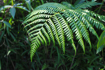 Close-up view of beautiful green leaves of fern in Indonesia rainforest. Tropical leaves background for wallpaper, landing page, and nature background.