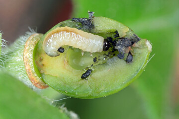 Young plum fruit damaged by Hoplocampa minuta - black prune tree Hoplocampe. It is an important...