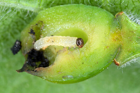 Young plum fruit damaged by Hoplocampa minuta - black prune tree Hoplocampe. It is an important pest of plums in orchards and gardens. Is a species of sawflies (Tenthredinidae).