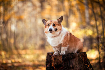 Naklejka na ściany i meble cute corgi dog puppy is sitting on a stump in an autumn park among bright fallen golden leaves