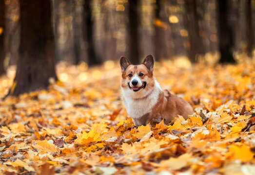  cute corgi dog puppy is sitting in an autumn park among bright fallen golden leaves