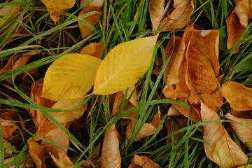 Autumn leaves on the ground. Close up