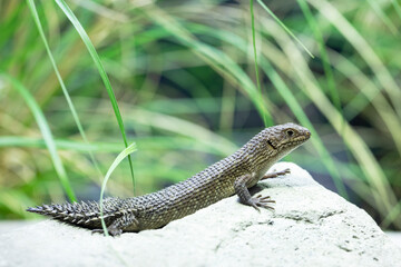 A small and cute lizard looking around for food.