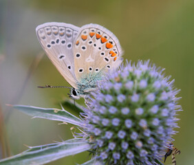 Butterflies of Central Russia. Morning awakening