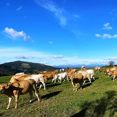 Rebaño de vacas en la montaña de Lugo, Galicia