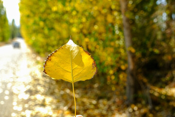 Obraz premium Yellow poplar leaf in autumn. Fall background.