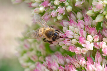 A bee pollenating a colourful flower.