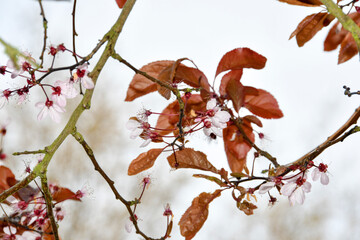 red autumn leaves