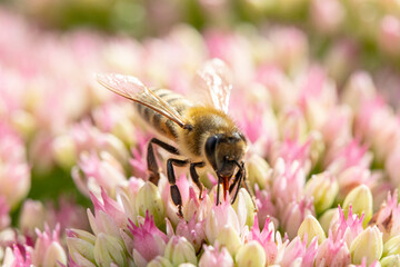 A bee pollenating a colourful flower.