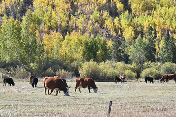 Cattle in Autumn Pasture