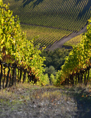 Beautiful rows of vineyards turn yellow under the sunset light in autumn. Chianti Classico Area...
