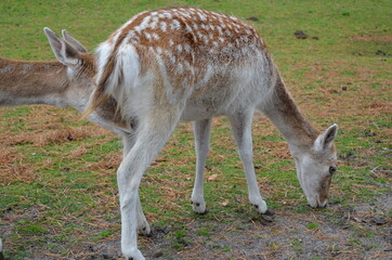 Naklejka na ściany i meble roe deer in the park