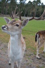 white deer