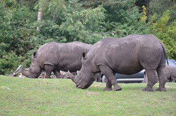 Obraz premium white rhino and calf