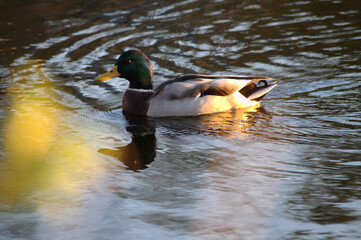 duck on the water