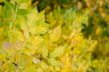 Autumn leaves background.