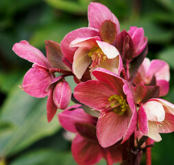 Fototapeta na wymiar Helleborus - pink hellebore flowers outdoors.