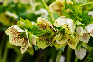 Helleborus - green flowers with brindle hellebore outdoors.