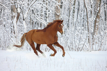 Beautiful sports horse runs in winter farm