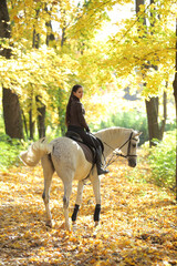 Equestrian woman galloping white arabian horse down the path in the autumn evening