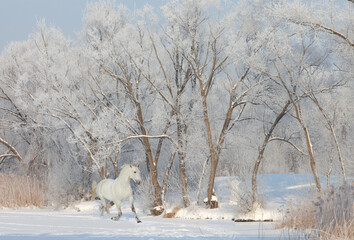 White horse running gallop on the snowy nature background