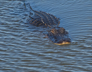 alligator in the water