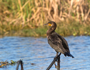 bird
