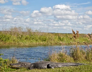 Zelfklevend Fotobehang crocodile in the wild © Esty