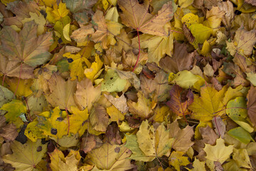 autumn leaves background