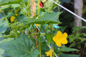 Beautiful yellow flowers of cucumber is blooming on tree branches in the backyard. Conceptual illustration for homegrown vegetables, Agriculture, and gardening concept.