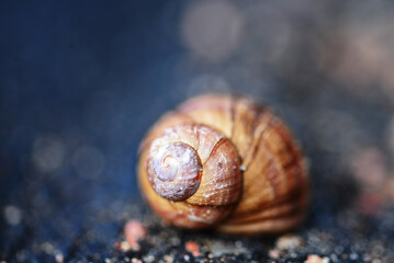 Snail shell. Macro shooting. Blur