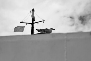 seascape, seagull on the ferry. Turkey