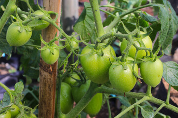 Close-up view of homegrown raw tomato with dewdrops in the morning is growing on tree branches in the backyard.