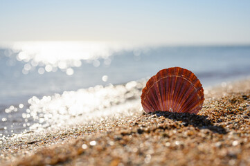 Large brown shell against the background of sea waves. Selective focus.