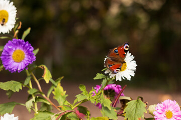 Sunflower peacock eye (European peacock) sits on an aster flower. Butterfly Aglais io with two eyes on the wings