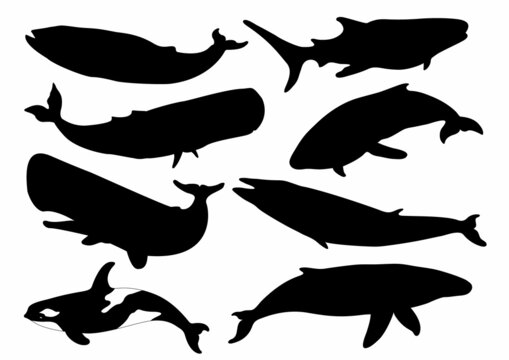 Set of Whale Silhouettes. Vector