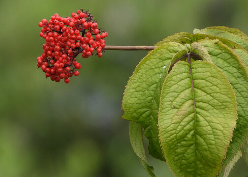 Red Elderberry Fruits From Family Of Elderberries