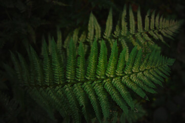 fern, plant, nature, leaf, forest, leaves, close up, autumn, herbst, colorful, rainforest, green, bright, dark, panoramic, detail, background, text, product, organic, bio, healthy, health, breath, nat © Salvisberg