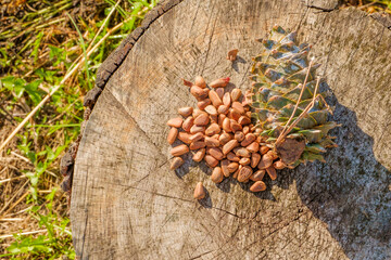 Pine nuts with a fresh pine cone soaked in resin on a tree stump.